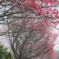 陽明山賞櫻也可尋幽徑，冬日的一天，我在迷霧中踏訪「櫻花巷」。