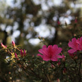 台大。杜鵑花