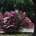 一月梅、二月櫻，三月杜鵑花。2010初春走進台大校園，沒有失望，杜鵑花一叢叢怒放，白粉紅紫春意盎。 

