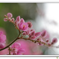 夏至秋日，淡水小白宮開著粉粉紅紅珊瑚，藤蔓盤踞在望向淡水河的圍籬上，有如一條美麗的粉紅花龍。

