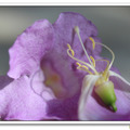 紫鈴藤 - 花蕊