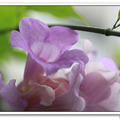紫鈴藤，就是大家熟悉的蒜香藤。

從花苞、綻放到凋謝，短短兩周歷程。在一次又一次貼近拍攝紀錄中，感受花開的奧妙。