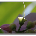 紫鈴藤 -  秋光中的花杯