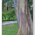 植物園 - 五顏六色彩虹桉