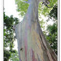 台北市植物園裡有一株彩色的樹，樹皮呈現