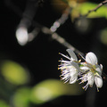 冬日的陽明山梅花撲鼻香，很快地山櫻花也要登場了。