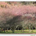 武陵。粉彩畫般的紅梅
