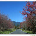 武陵。櫻色與山色