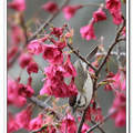 櫻花樹上的美麗飛羽 - 冠羽畫眉