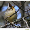 山林裡櫻花盛開時，台灣特有的畫眉鳥們最high了，冠羽畫眉、白耳畫眉、紋翼畫眉等快樂吟唱吮蜜。

牠們都是打鳥人最愛的美眉。