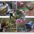 櫻花樹上的 - 五種畫眉鳥