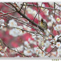櫻花樹上的美麗飛羽 - 冠羽畫眉