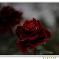士林官邸玫瑰季 - 紅絲絨般的品種