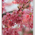 陽明山粉粉櫻色 - 昭和櫻