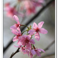 陽明山粉粉櫻色 - 昭和櫻
