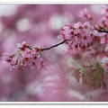 昭和櫻的粉色花海，雖不若武陵農場的澎湃，卻也是讓人喜愛的小品。