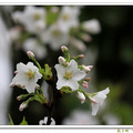 罕見的白櫻花！覆雪般開在大屯湖畔。