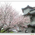 這一季的美櫻 - 東方寺