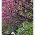 這一季的美櫻 - 湖山路櫻花巷