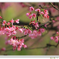 這一季的美櫻 - 山櫻花