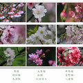 這一季的美櫻 - 九種櫻