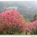 這一季的美櫻 - 菁山路櫻色