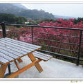 這一季的美櫻 -  湖山路櫻花林