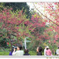 這一季的美櫻 - 中正紀念堂櫻花道