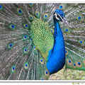 3、4月是孔雀求偶季，日月潭孔雀園的公孔雀們群起展屏，驕傲的秀出艷麗的孔雀花，好看極了！