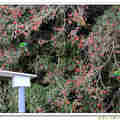 大雪山 - 五色鳥啄食玉山假沙梨的紅果