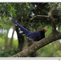 陽明山 - 台灣藍鵲
