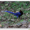 陽明山 - 台灣藍鵲