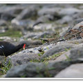 梅花湖畔 - 紅冠水雞與麻雀共食