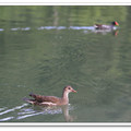 梅花湖畔 - 紅冠水雞
