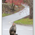 武陵　櫻花樹下的台灣獼猴