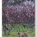 武陵　櫻花樹下的俊狗