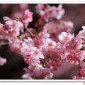 武陵櫻花～紅粉佳人