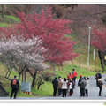 武陵櫻花～又美美的開了