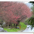 武陵　櫻花滿開的山路