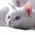 白貓1