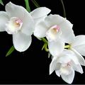 orchid white