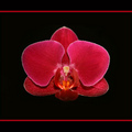 orchid red