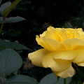 Rose yellow