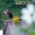 鳥 昆蟲 蝴蝶..等 - 5