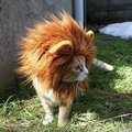 獅子不發威當病貓