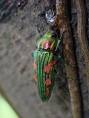 brilliant jewel beetle2