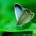 藍灰蝶