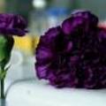 purple carnations