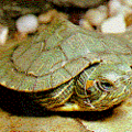 罵人是烏龜用的巴西龜
