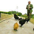 市民在重庆市江津区烈士陵园養雞